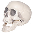 Buy Halloween Realistic plastic skull, 6 inches sold at Party Expert