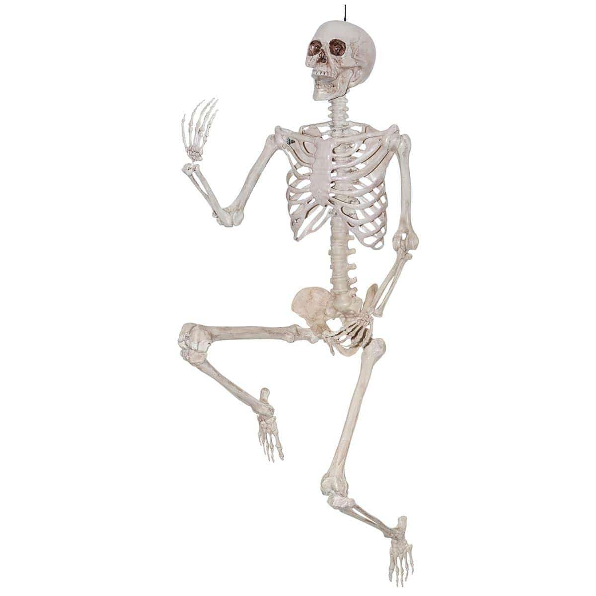 Buy Halloween Realistic Skeleton, 64 inches sold at Party Expert